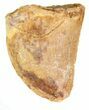 Bargain, Juvenile Carcharodontosaurus Tooth #89099-1
